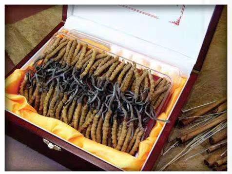 浦北冬虫夏草回收